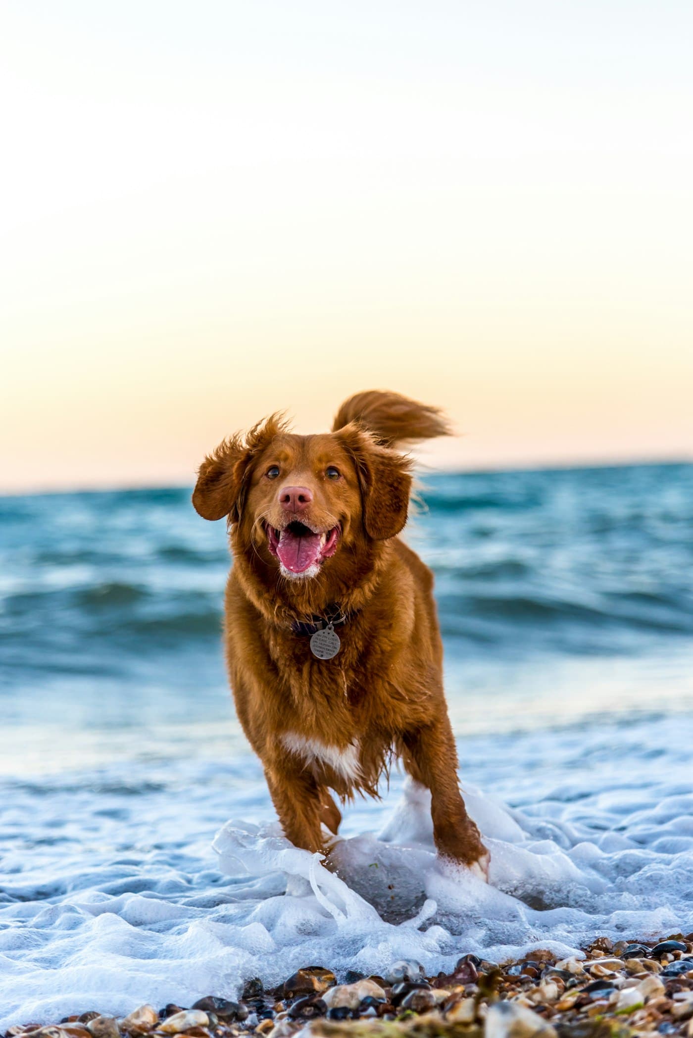 Happy dog enjoying the beach